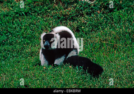 Lemure variegato, ruffed lemur (Varecia variegata, Lemur variegatus), seduti in un prato Foto Stock