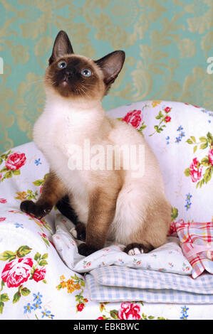 , Siamese gatto siamese gatto (Felis silvestris f. catus), Kitty seduta in una poltrona fiorito Foto Stock