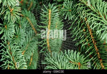 Croce orbweaver, giardino europeo spider, cross spider (Araneus diadematus), spider web in un abete, Germania Foto Stock