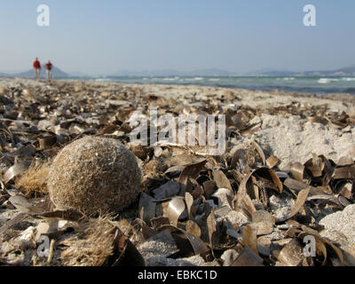 Nettuno erba, erba Poseidon, Nun's fart, Mediterraneo tapeweed (Posidonia oceanica), linea di deriva con sfere di mare, Spagna, Balearen, Maiorca, Parco Nazionale Albufera Foto Stock