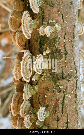 La Turchia di coda, Turkeytail molti-zoned staffa, il decadimento di legno (Trametes versicolor, Coriolus versicolor), diversi corpi fruttiferi in corrispondenza di un tronco di albero, Germania Foto Stock