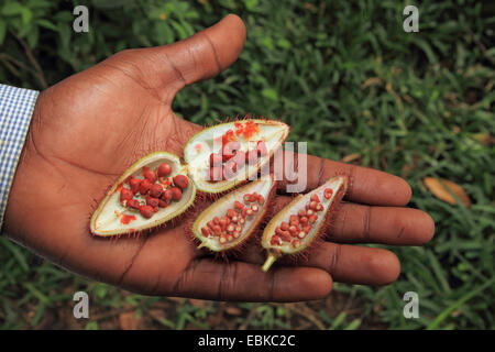 Achiote, Annatto, Rossetto Tree, Urucum (Bixa orellana), aperto frutto in una mano, Tanzania, Sansibar Foto Stock