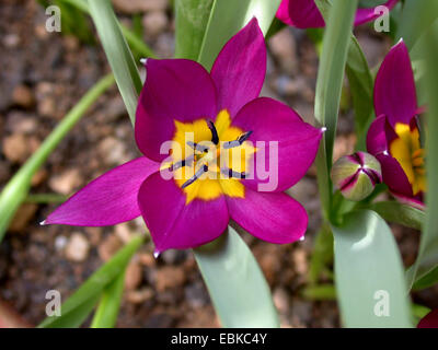 Crocus tulip, Nano tulip (Tulipa pulchella, Tulipa humilis var. pulchella), fiore Foto Stock