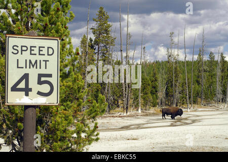 Bisonti americani, Buffalo (Bison bison), in piedi in una radura, STATI UNITI D'AMERICA, il Parco Nazionale di Yellowstone Foto Stock