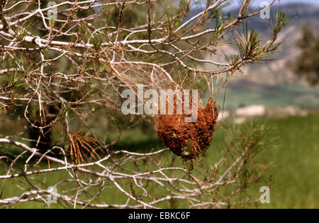 Pine processionary moth (Thaumetopoea pityocampa), bruchi nel nido su un ramo di pino Foto Stock