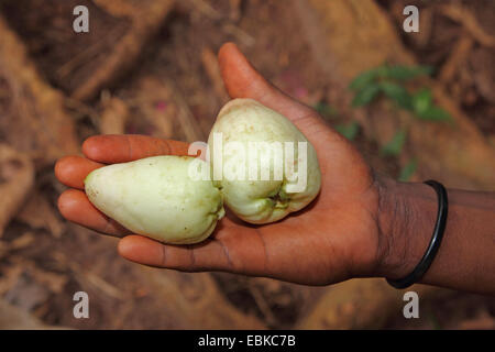 Il Malabar prugna, Roseapple, rosa mela (Syzygium jambos), youn zanzibar le mele in una mano, Tanzania, Sansibar Foto Stock