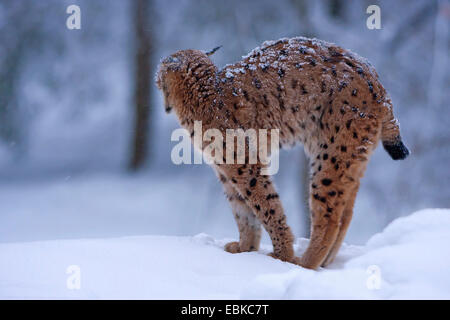 Eurasian (Lynx Lynx lynx), in piedi su una coperta di neve collina in una foresta di stiramento, in Germania, in Baviera, il Parco Nazionale della Foresta Bavarese Foto Stock