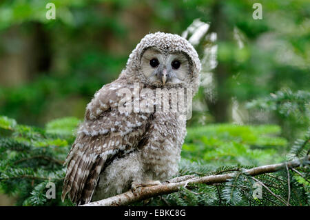 Ural allocco (Strix uralensis), uccello giovane seduto su un ramo, in Germania, in Baviera, il Parco Nazionale della Foresta Bavarese Foto Stock