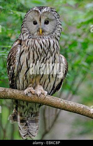 Ural allocco (Strix uralensis), seduto su un ramo, in Germania, in Baviera, il Parco Nazionale della Foresta Bavarese Foto Stock