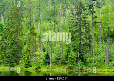 Stagno in un bosco misto, in Germania, in Baviera, il Parco Nazionale della Foresta Bavarese Foto Stock