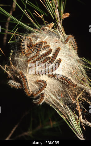 Pine processionary moth (Thaumetopoea pityocampa), bruchi nel nido su un ramo di pino Foto Stock