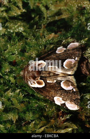 Peach blossom (Tiàtira batis), seduti su MOSS, Germania Foto Stock