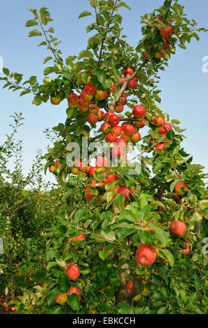 Melo (Malus domestica " Elstar', Malus domestica Elstar), cultivar Elstar, Germania Foto Stock