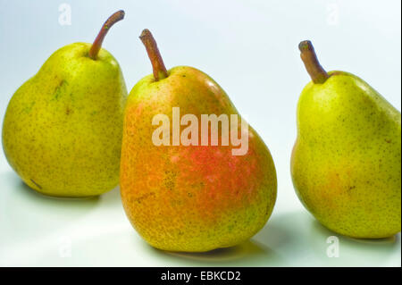 La pera comune (Pyrus communis), tre maturare le pere Williams Foto Stock