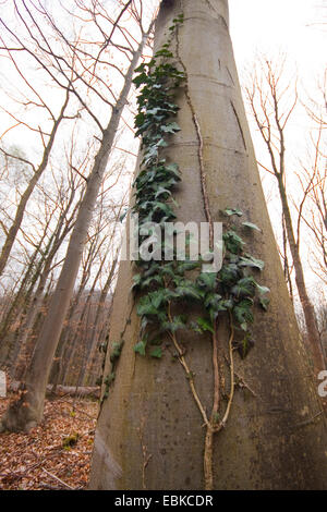English ivy, comune edera (Hedera helix), salendo un bosco di faggi, GERMANIA Baden-Wuerttemberg Foto Stock
