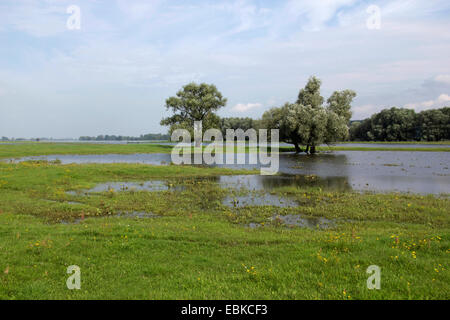 Allagato zone polder del fiume Oder, Germania, Brandeburgo, Oderbruch, Neulewin Foto Stock