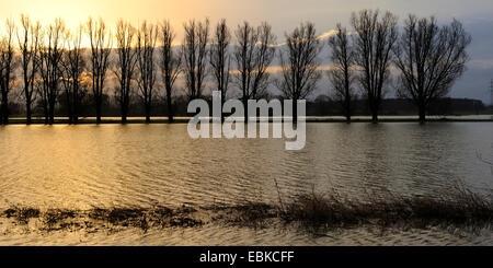 Aspen, Pioppo (Populus spec.), Fila di alberi in acqua alta della Lippe pianura alluvionale, in Germania, in Renania settentrionale-Vestfalia Foto Stock