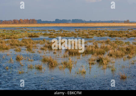 Marsh prato sotto l'acqua, Germania Foto Stock