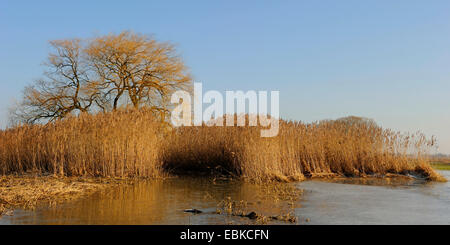 Marsh meadow e floodplain in inverno, in Germania, in Renania settentrionale-Vestfalia, Muensterland Foto Stock