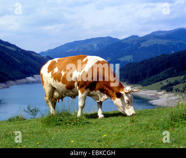 Bianco e Marrone di mucca di pascolare su un pascolo alpino, Austria Foto Stock