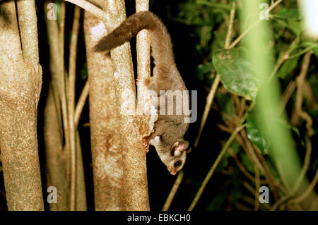 Sugar glider (Petaurus breviceps), arrampicata testa prima Foto Stock