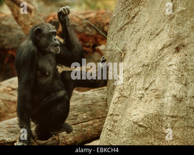 Scimpanzé comune (Pan troglodytes), uno strumento utilizzato da uno scimpanzé, animale con filo in una termite artificiale hill Foto Stock
