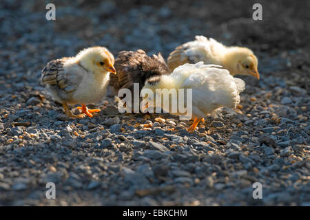 Bantam (Gallus gallus f. domestica), pulcini la ricerca di cibo, in Germania, in Renania settentrionale-Vestfalia Foto Stock