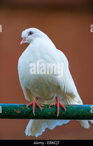 Piccione a fiocco (Columba livia f. domestica), fiocco Pigeon seduto su una ringhiera, in Germania, in Renania settentrionale-Vestfalia Foto Stock