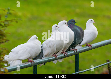 Piccione a fiocco (Columba livia f. domestica), fiocco piccioni seduto su una recinzione, in Germania, in Renania settentrionale-Vestfalia Foto Stock