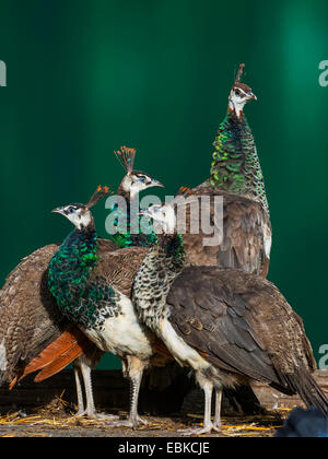 Peafowl comune (Pavo cristatus), Gallina con tre pulcini al posto letto, in Germania, in Renania settentrionale-Vestfalia Foto Stock