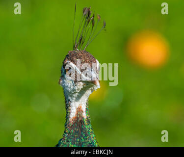 Peafowl comune (Pavo cristatus), ritratto, in Germania, in Renania settentrionale-Vestfalia Foto Stock