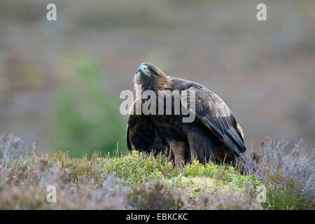 Aquila reale (Aquila chrysaetos), seduta sul terreno, Regno Unito, Scozia, Cairngorms National Park Foto Stock