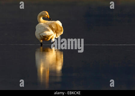 Whooper swan (Cygnus Cygnus), preening nella luce della sera, Islanda Foto Stock