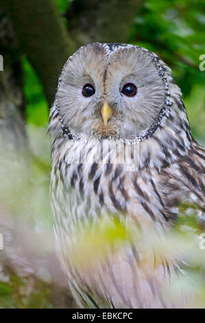 Ural allocco (Strix uralensis), seduto su un ramo, in Germania, in Baviera, il Parco Nazionale della Foresta Bavarese Foto Stock