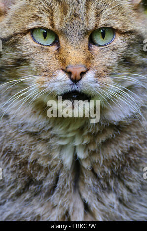 Gatto selvatico europeo, foresta gatto selvatico (Felis silvestris silvestris), ritratto, in Germania, in Baviera, il Parco Nazionale della Foresta Bavarese Foto Stock