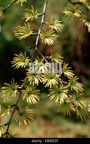 Golden Larice (Pseudolarix amabilis (Pseudolarix kaempferi)), il ramo Foto Stock