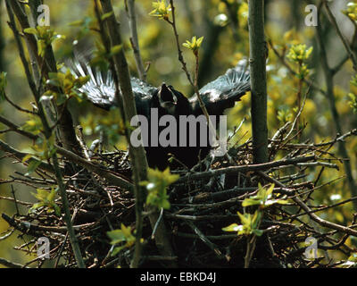 Rook (Corvus frugilegus), rook nel nido Foto Stock