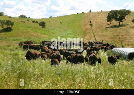 Angus bestiame bovini domestici (Bos primigenius f. taurus), allevamento di bestiame sul pascolo, Portogallo Foto Stock