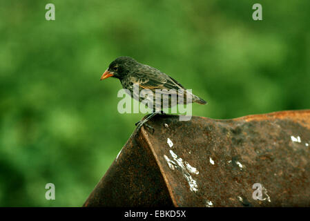 La massa di Cactus finch, cactus comune-finch, piccolo Cactus Finch (Geospiza scandens), su un tetto, Ecuador Isole Galapagos Foto Stock