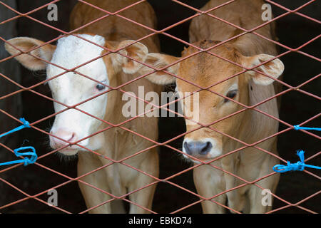 Gli animali domestici della specie bovina (Bos primigenius f. taurus), due vitelli dietro un recinto, Croazia, Istria Foto Stock