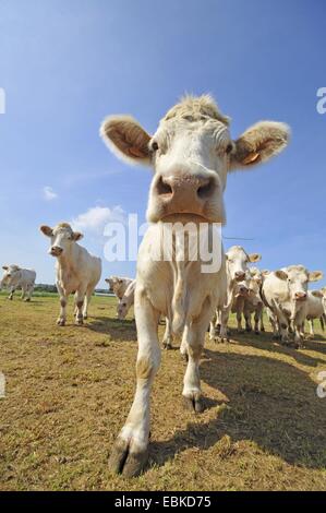 Charolais bestiame bovini domestici (Bos primigenius f. taurus), allevamento di bestiame in piedi su un pascolo, Francia Bretagna, Erquy Foto Stock