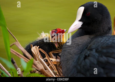 Nero la folaga (fulica atra), con ceci su il suo nido, Svizzera, Sankt Gallen Foto Stock