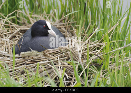 Nero la folaga (fulica atra), allevamento nel nido nel pettine, Vechta, Bassa Sassonia, Germania Foto Stock