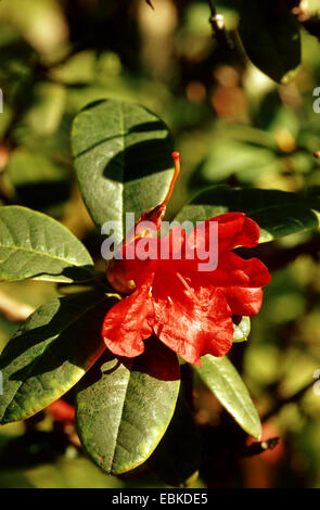 William's rododendri (Rhododendron williamsianum), filiale di fioritura Foto Stock