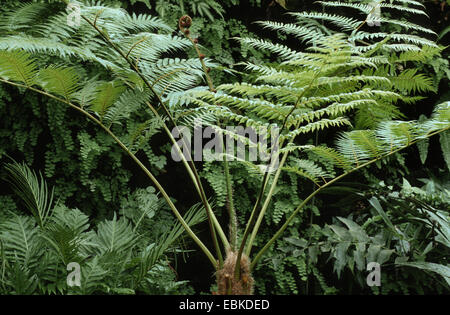 Cooper's cyathea, Australian tree fern, lacy tree fern, squamosa tree fern (Cyathea cooperi, Sphaeropteris cooperi, Alsophila cooperi), fronde Foto Stock