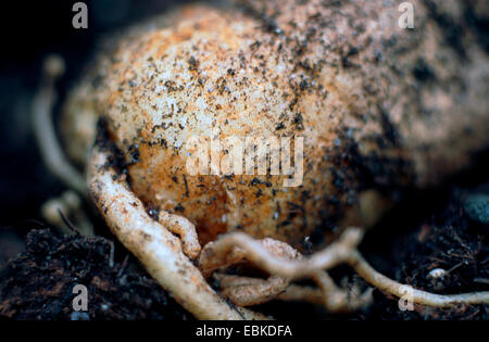 Pianta della benna mordente, artiglio del diavolo (Harpagophytum procumbens), lampadina Foto Stock