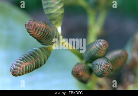 Tree tumbo, tumboa, welwitschia (Welwitschia mirabilis), i coni femminili Foto Stock