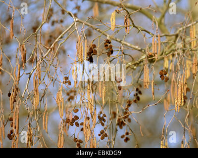 Ontano grigio, annoso ontano, screziato alder (Alnus incana), con coppia di coni e infiorescenze maschili, Germania Foto Stock