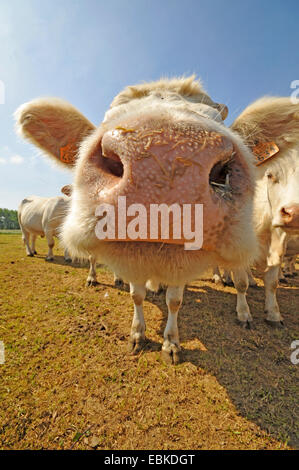 Charolais bestiame bovini domestici (Bos primigenius f. taurus), umido naso, Francia Foto Stock