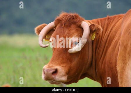 Limousin bestiame bovini domestici (Bos primigenius f. taurus), il ritratto di una mucca in un prato Foto Stock